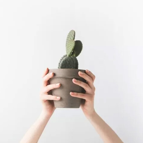 Zwei Hände, die einen Kaktus in einem Tontopf hoch halten.